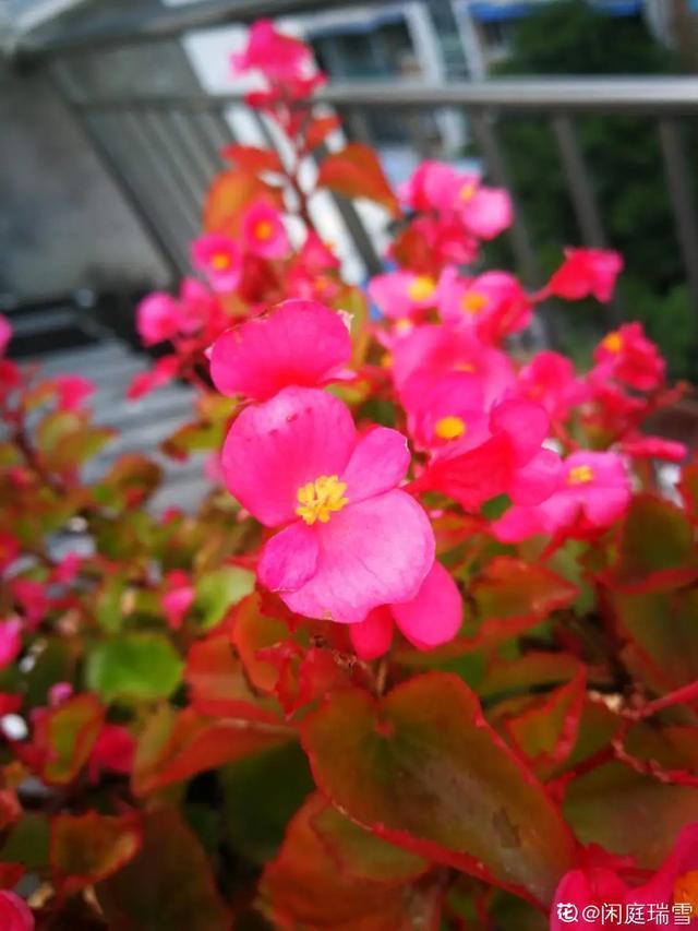 想要家里四季花开，这20种花，连续能开300天，完全不歇气