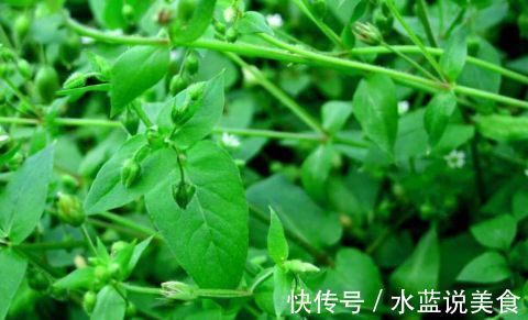 利尿|农村这种常见的野菜 能清热解毒 化瘀止痛 解热利尿