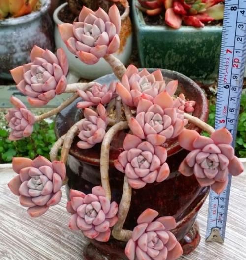 4种多肉植物好养活,不怕晒不怕热,太阳越晒越好看!