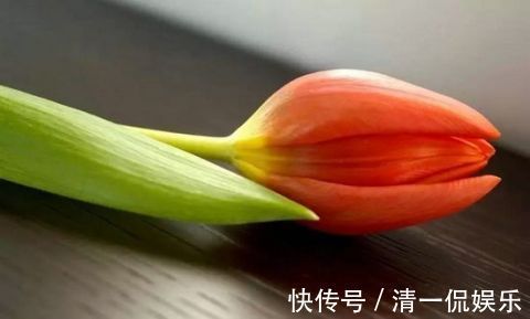富贵树|客厅不能乱养“花”，这种花被称为“破财花”，后悔现在才知道！