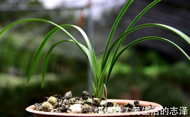 家养|夏天养兰花,究竟能不能淋雨?兰友:最怕这样淋