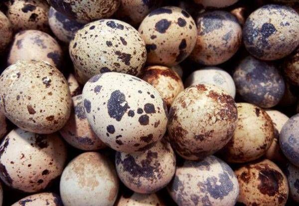 儿童|天然的儿童“补脑药”,常吃不仅让孩子更聪明,个子也能嗖嗖的长