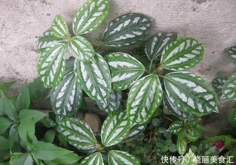 厨房摆上这几种花,乌烟瘴气不再有,越养越喜欢