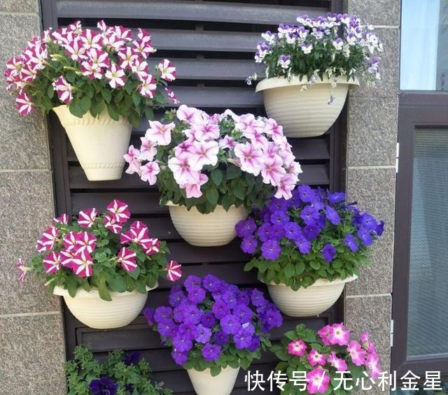 矾根|为了300㎡露台花园，毫不犹豫买了这房子，在城市屋顶过上田园生活！