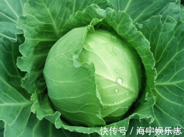 巨幼细胞贫血|卷心菜和一宝搭配吃,预防感冒,保肝护肝,现在知道还不算晚