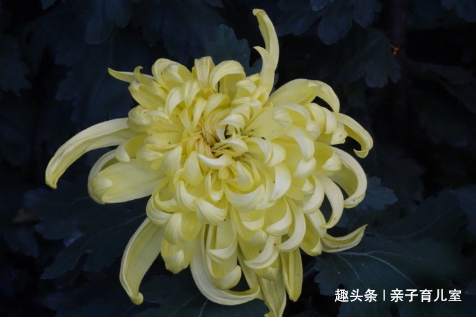 喜欢养菊，那就养”十大名菊“西湖柳月，花型丰满，似皓月临水！