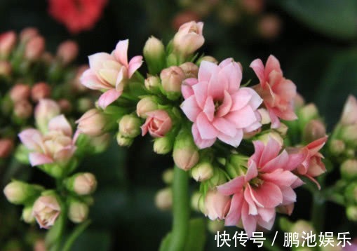 花盆|长寿花漂亮又艳丽,教你3个盆栽长寿花的小妙招,长的越来越旺盛