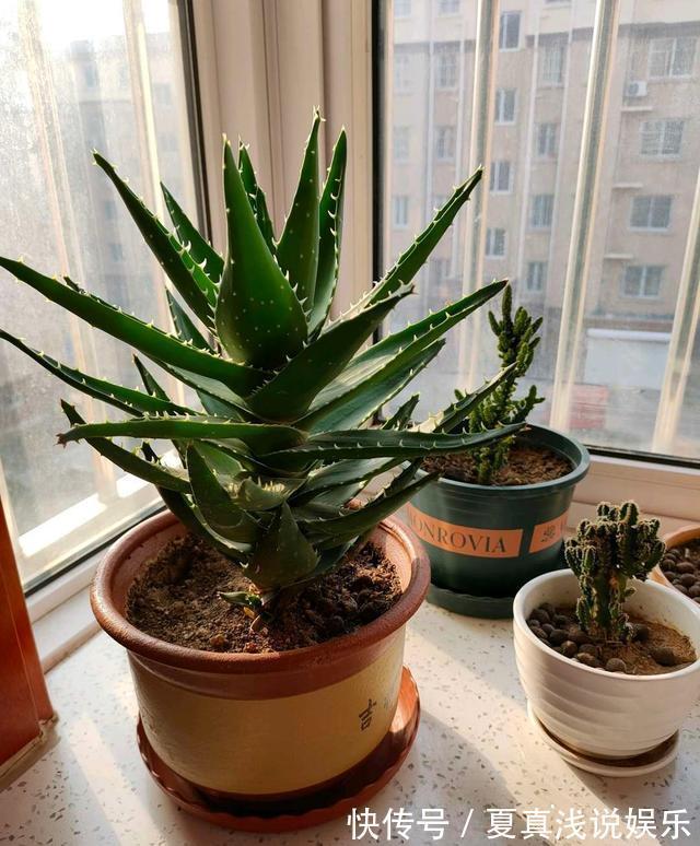 这3种花是吸甲醛高手,再贵也得养一盆,家里人都健康