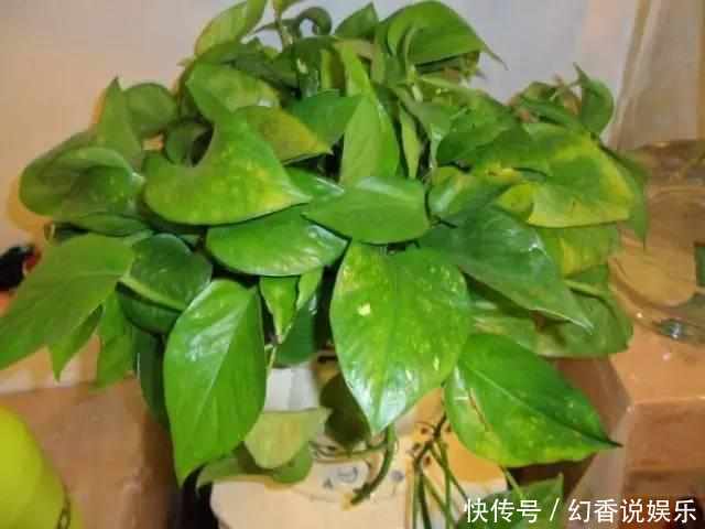 想要绿萝不黄叶不烂根就得这样养,不仅不黄叶,还能常年绿油油