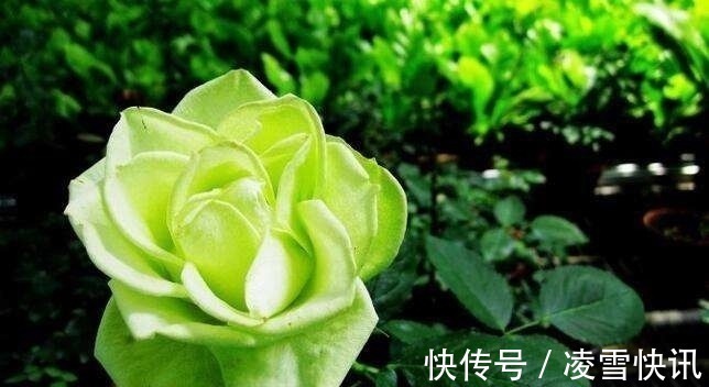 生肖|还有5天左右，缘分与桃花互相吸引，收获爱情幸福一生的四大生肖