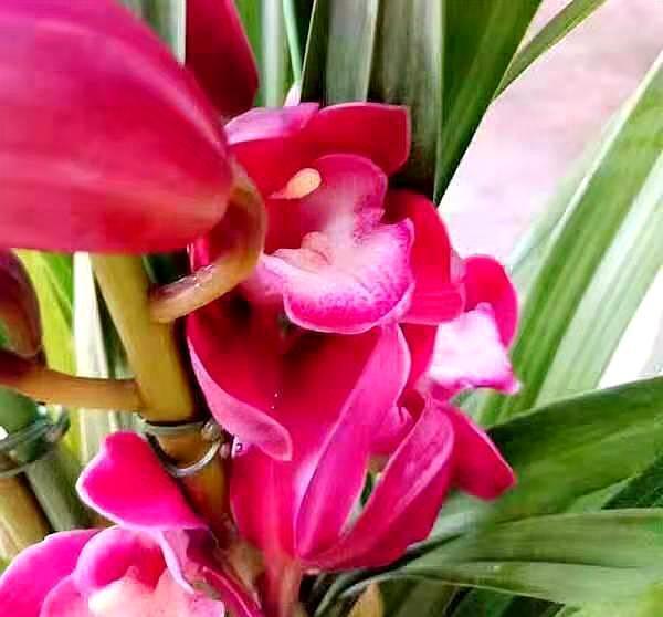 兰花,什么时候要晒太阳什么时候不能晒它是养好兰花的关键