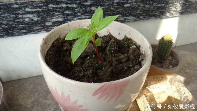 这种花是天然“染发剂”,阳台种几盆,白发去无踪