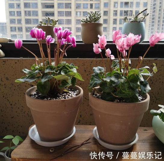 养殖仙客来要注意什么?了解5个关键点,植株枝叶多、开花多