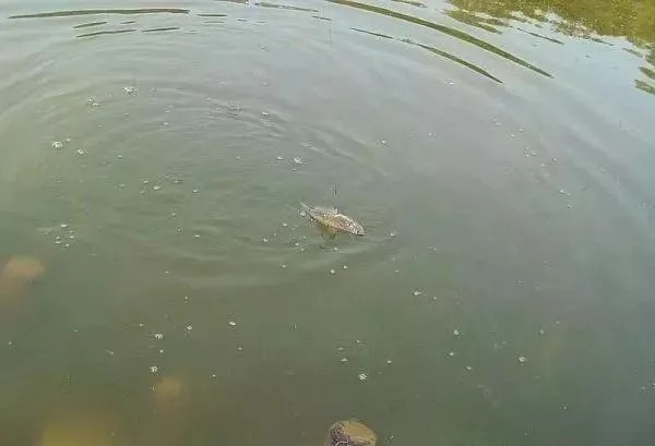 冬钓鲫鱼,水底是否有鱼,只需看“一点”,老手才懂!