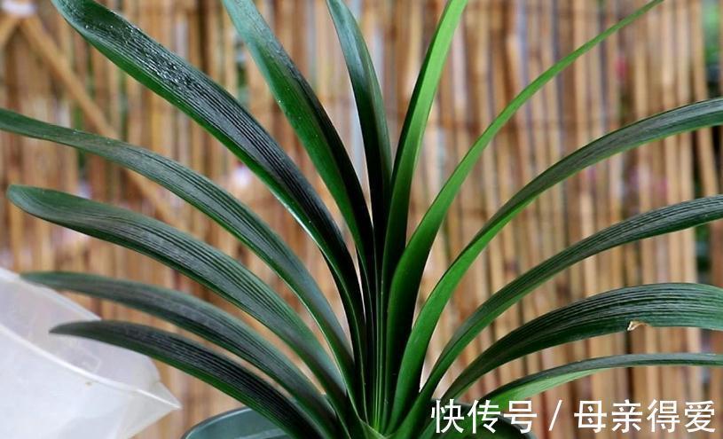 新手养花,改掉5个坏习惯,根系壮,枝叶茂,不然养1盆死1盆