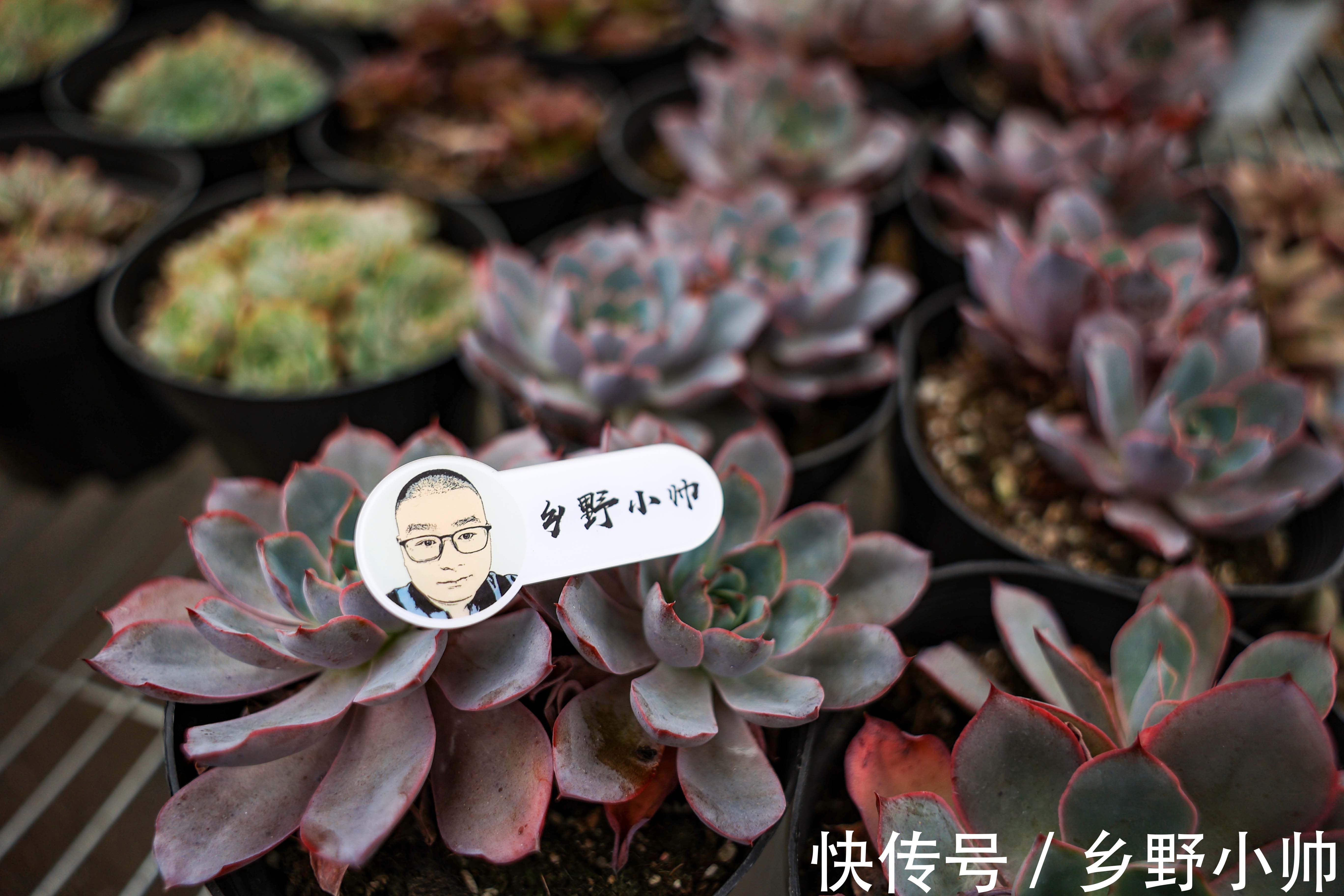 景天科|玉如意、赫拉,一看就贵气满满的多肉,皮实好养,好奇心满满