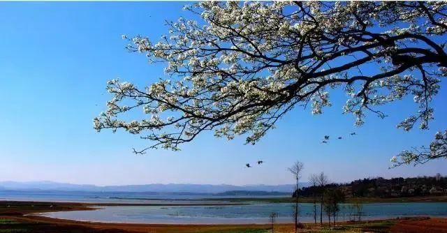 观鸟|乡游黔中│十里碧波，当草海遇见黑颈鹤，亲历一场候鸟的归去来兮