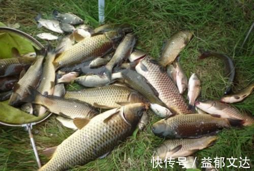 玉米|嫩玉米钓鱼,这两种泡制方法,能让渔获翻一倍