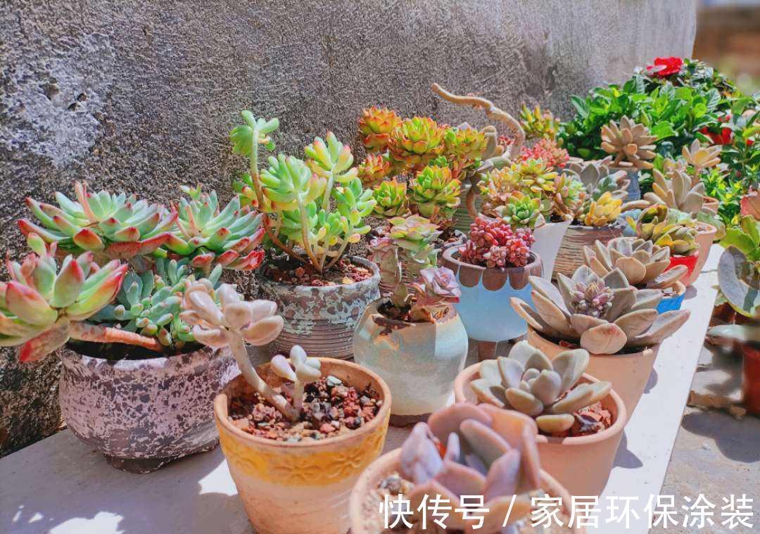 女儿痴迷养多肉，宁肯花高价，也要寄养多肉，我该阻止吗