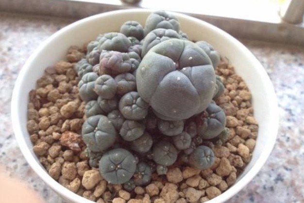 三种多肉植物不要养了,毒性很强大,特别家里有小孩