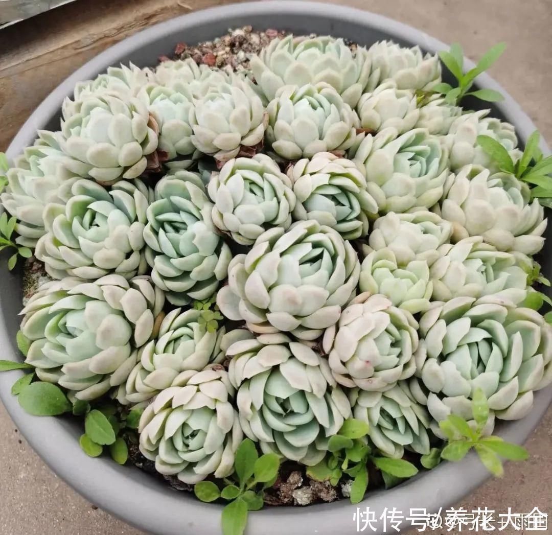 9种花,夏天休眠了,一定少浇水,否则越浇越死