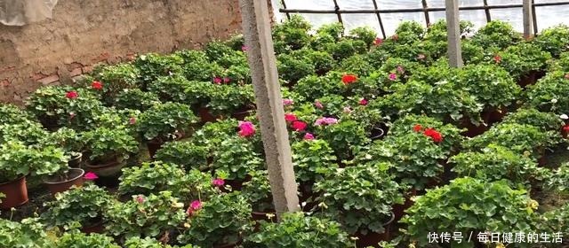 74岁老奶奶种天竺葵,一盆卖3块老桩卖30,别人转手卖100!