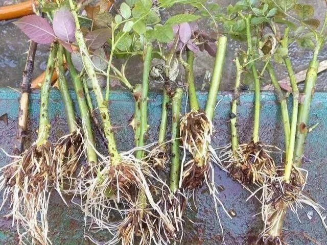 水里|1粒小药片,碾碎丢水里,花像吃了兴奋剂疯长