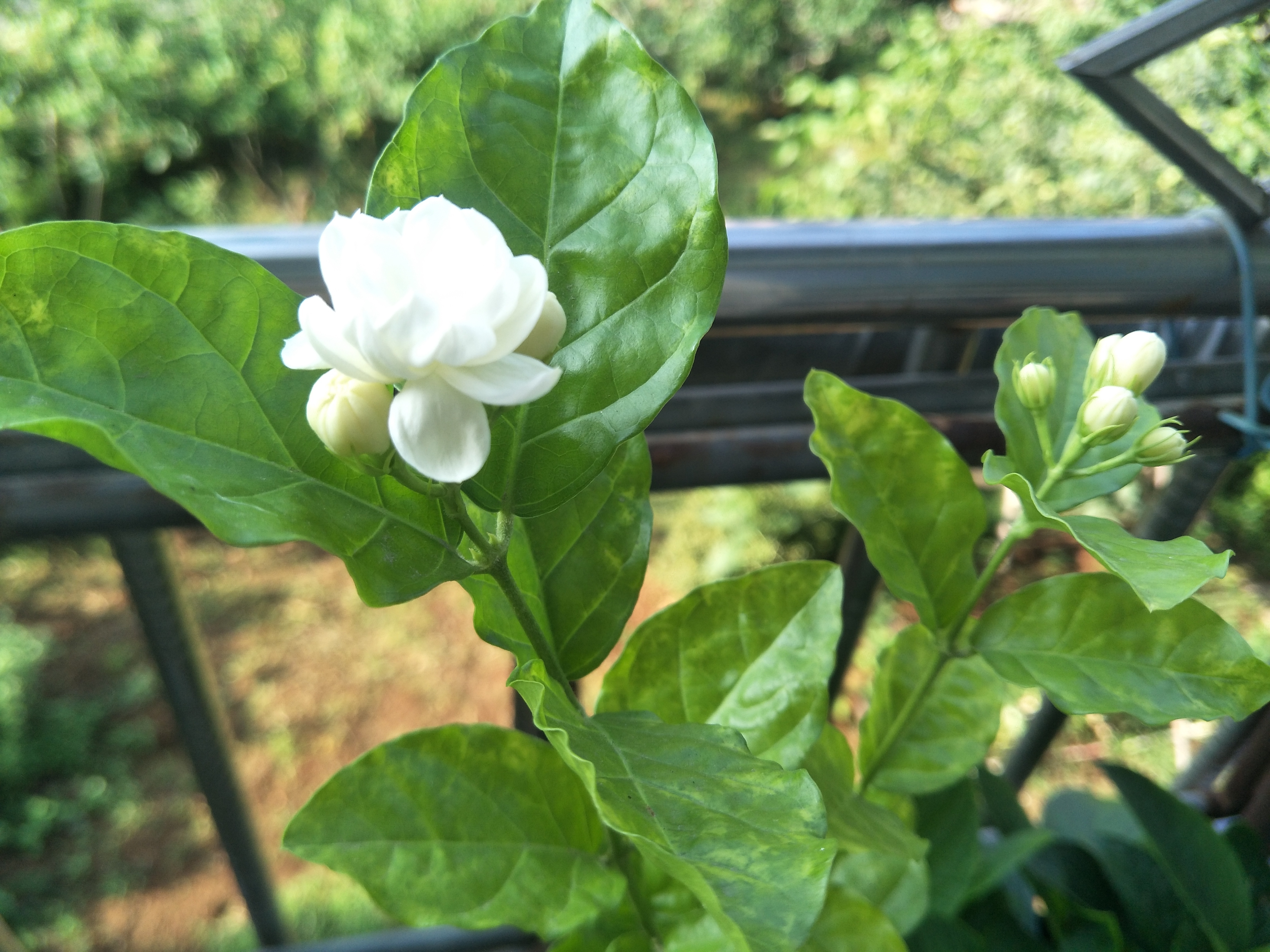 修剪|想要茉莉花开花多，香味浓郁，改善4个养护措施，花团锦簇香味浓