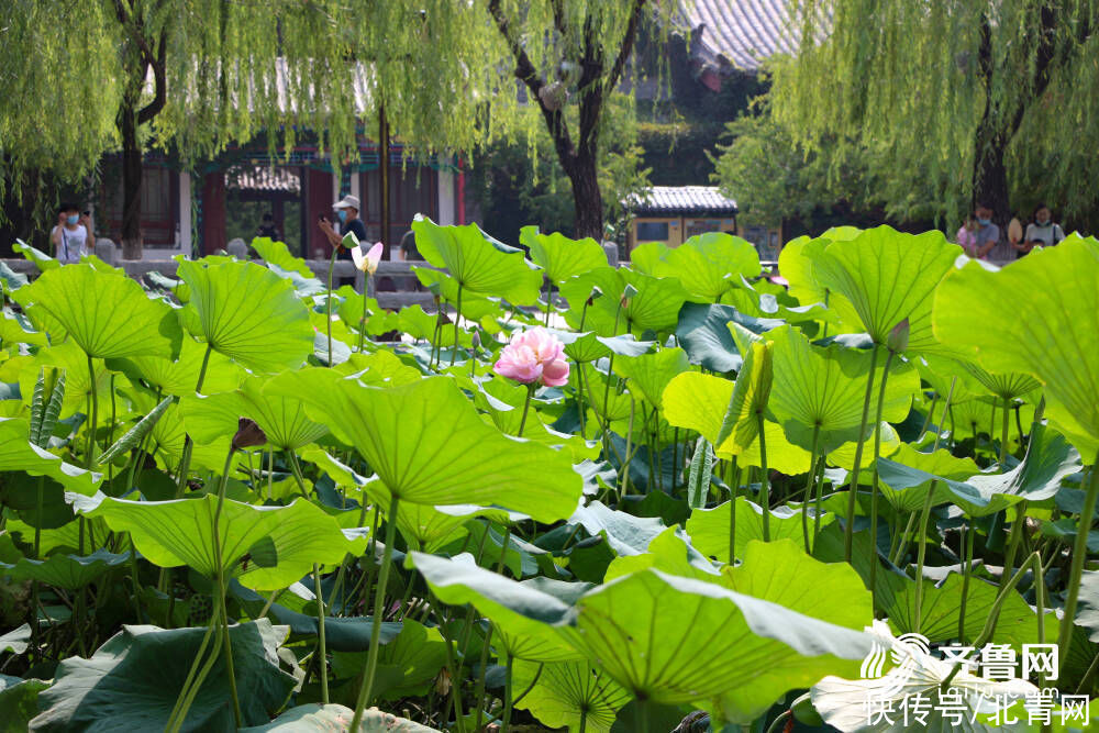 济南|大明湖送给济南的入秋礼物！你被“她”的美丽惊艳了吗？