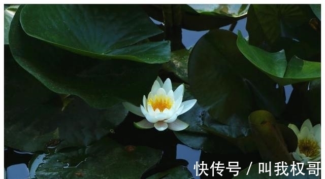 处女座|12月份初，姻缘大好，运势如虹，爱情甜蜜，事业顺心的4大星座