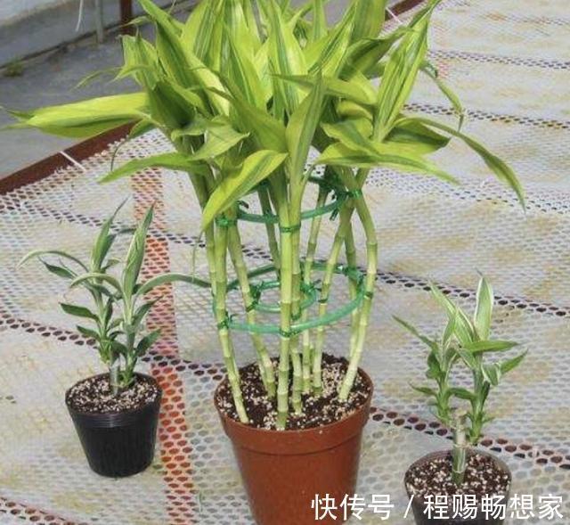 在家养富贵竹，学会自制“透明水”，浇花盆里，半年窜到1米高！