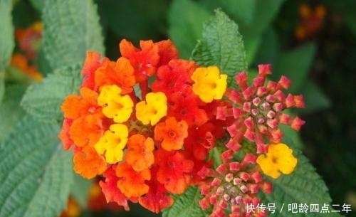 野花|这种农村正在盛开的野花,虽然有祛风止痒的功效,却也身含剧毒