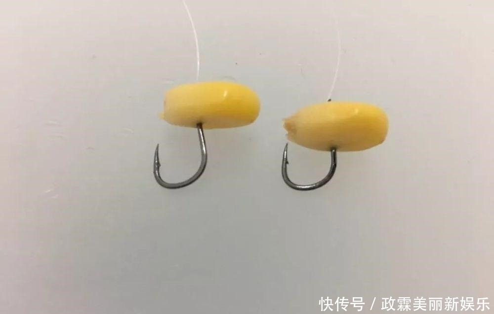 用玉米钓不住鱼,究其原因是你没用对,看完你就会用了!
