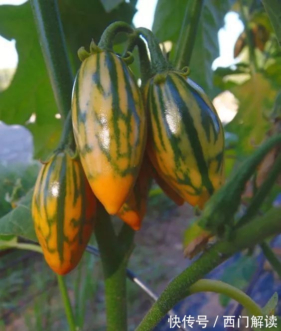 你绝对没见过的奇特的瓜果蔬菜!大开眼界!