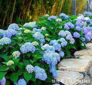 家门口别空着，种上4种花，开出一片花海，芳香四溢！