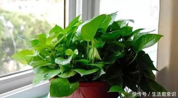 如何让绿萝大量繁殖学会土插、水培技巧，枝干蹭蹭长出大白根！