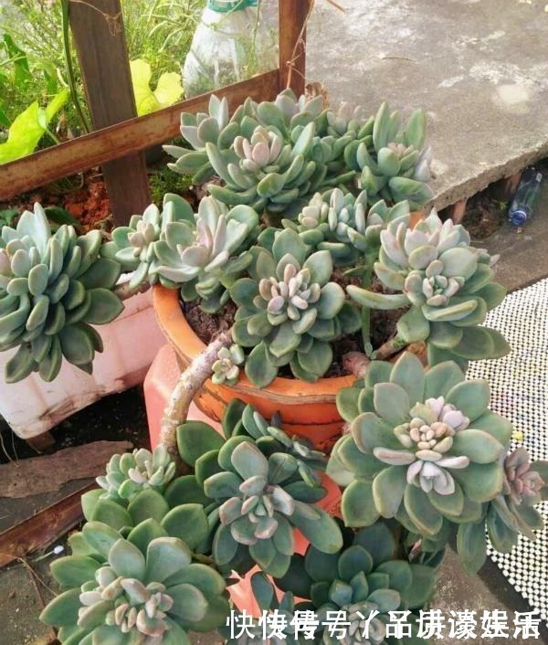 冬美人|此种“多肉”,干不死冻不死,一年四季无人管也疯长,路边常见!