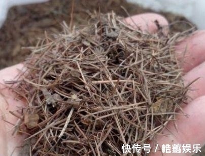 松针|此种“小东西”自带酸性，肥力大，花盆里撒一把，治虫、不黄叶！