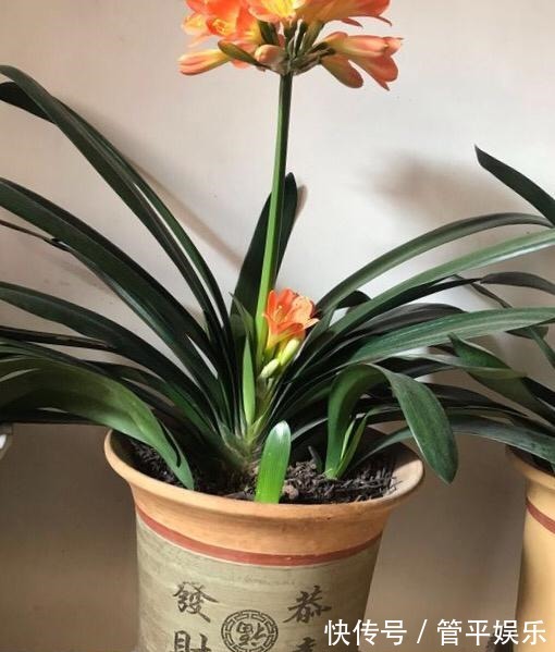 透气孔|养君子兰,有一个“小技巧”,长得叶大叶宽,花多,根系壮