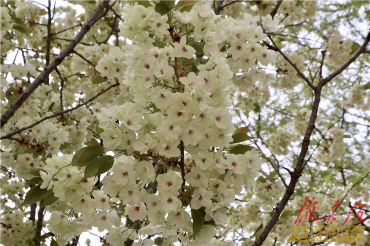 去哪儿赏樱花，就在西峰这条街