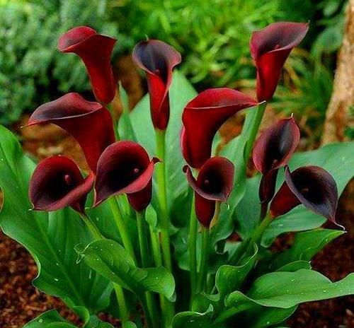  郁金香花|此3种花特点明显，每个都很好看，在家里养上几盆也是无伤大雅