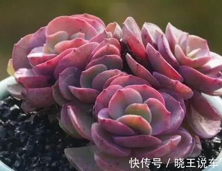 多肉秀妍不爆侧芽怎么办,掌握4个方法,轻轻松松养爆盆