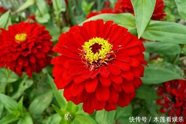 此花象征着天长地久的感情,也是对远方的思念,不过味道不太好