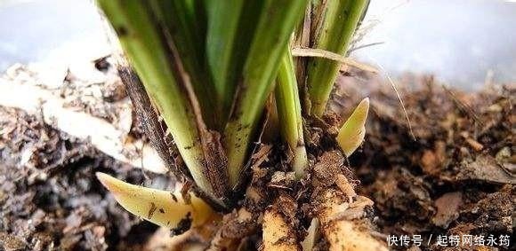 路边捡一把扔到花盆里，土壤肥的流油，根壮不腐烂，3年不用换土