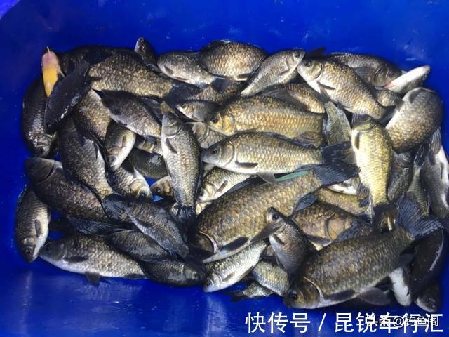 都说大降温不适合钓鱼，有人却在偷偷“发财”，实战才是王道