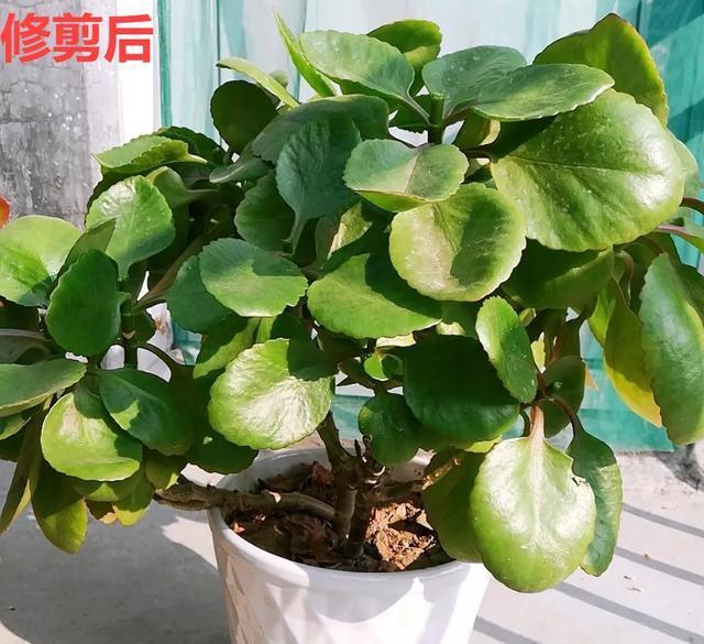 休眠期开花,剪掉才能活,需要一些养护技巧,才能保证安全度夏