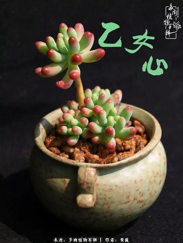 养了三年多肉，终于明白佛系养肉才是王道！