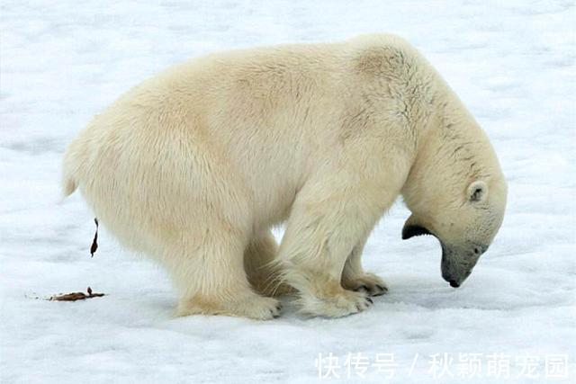消化率|肉吃多了会便秘?北极熊拉屎为啥痛苦地大吼大叫?