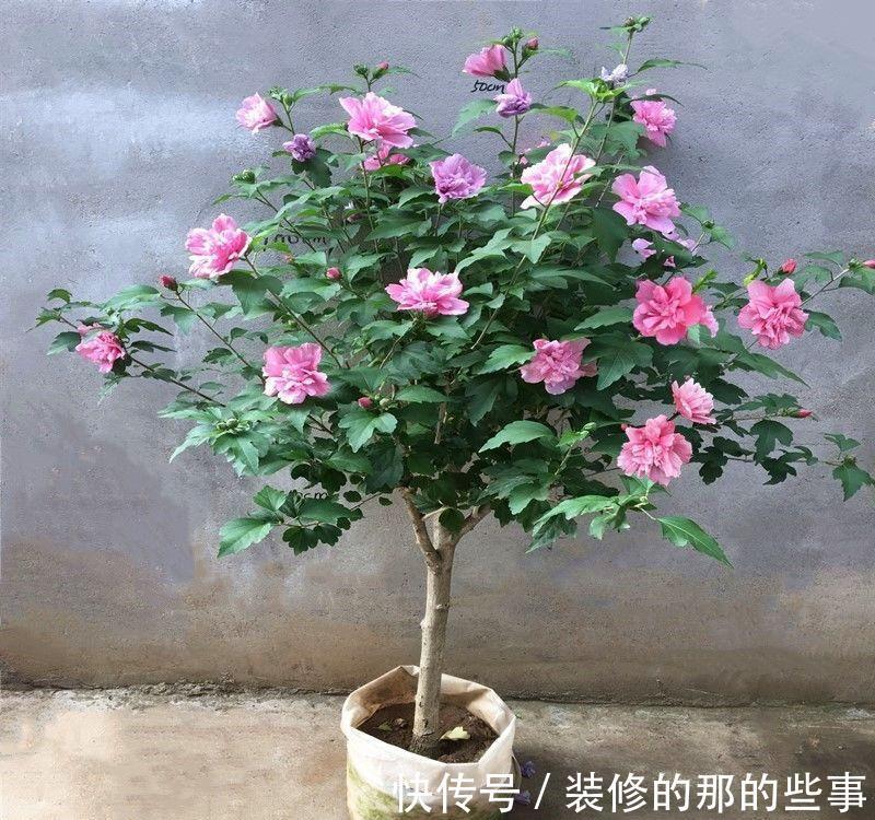 花树|修木槿小技巧：哪些枝叶早剪掉早受益？