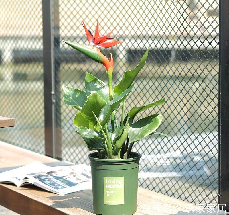 气质|五种盆栽,自带高贵气质,在家摆一盆,格调高,人人夸你眼光好